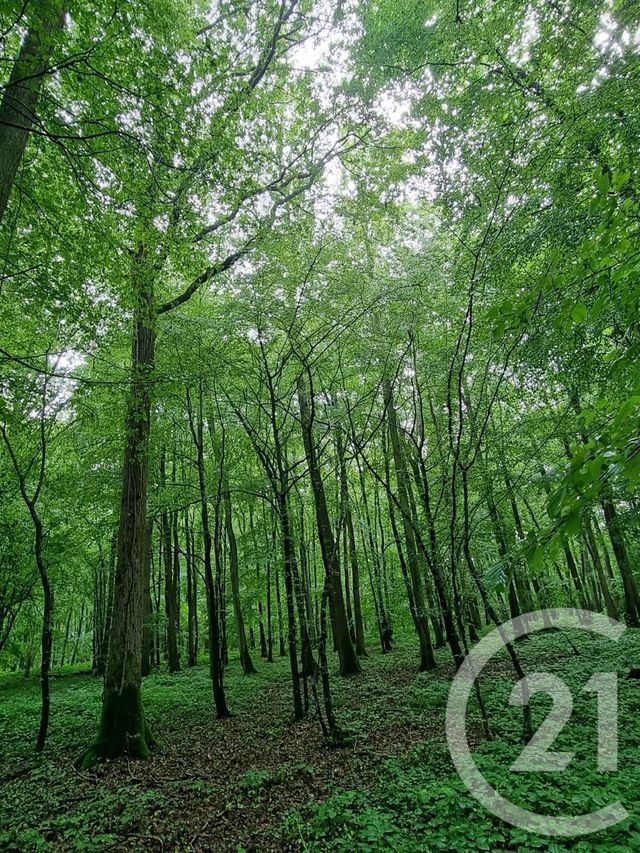 Afficher la photo en grand terrain à vendre - 9265.0 m2 - DIEUDONNE - 60 - PICARDIE - Century 21 Osmose Rw